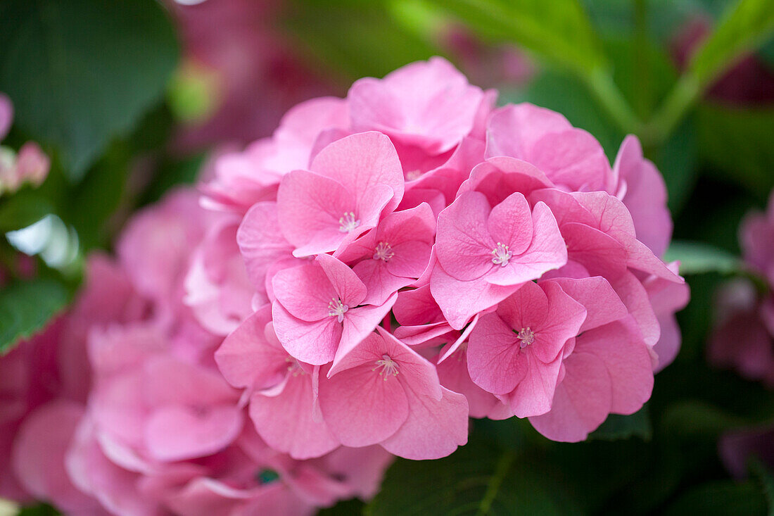 Hydrangea macrophylla 'Rosita'