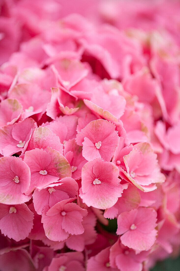 Hydrangea macrophylla 'Schöne Bautznerin'