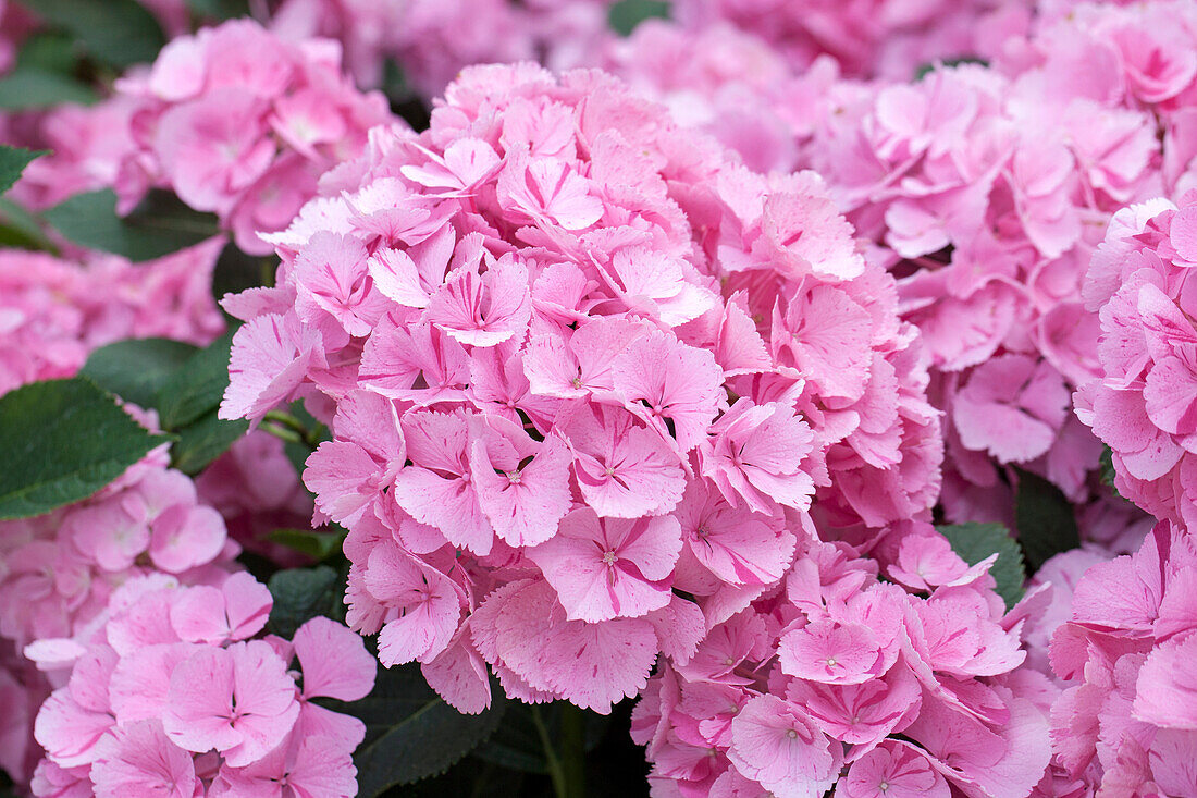 Hydrangea macrophylla 'Sweet Fantasy'®