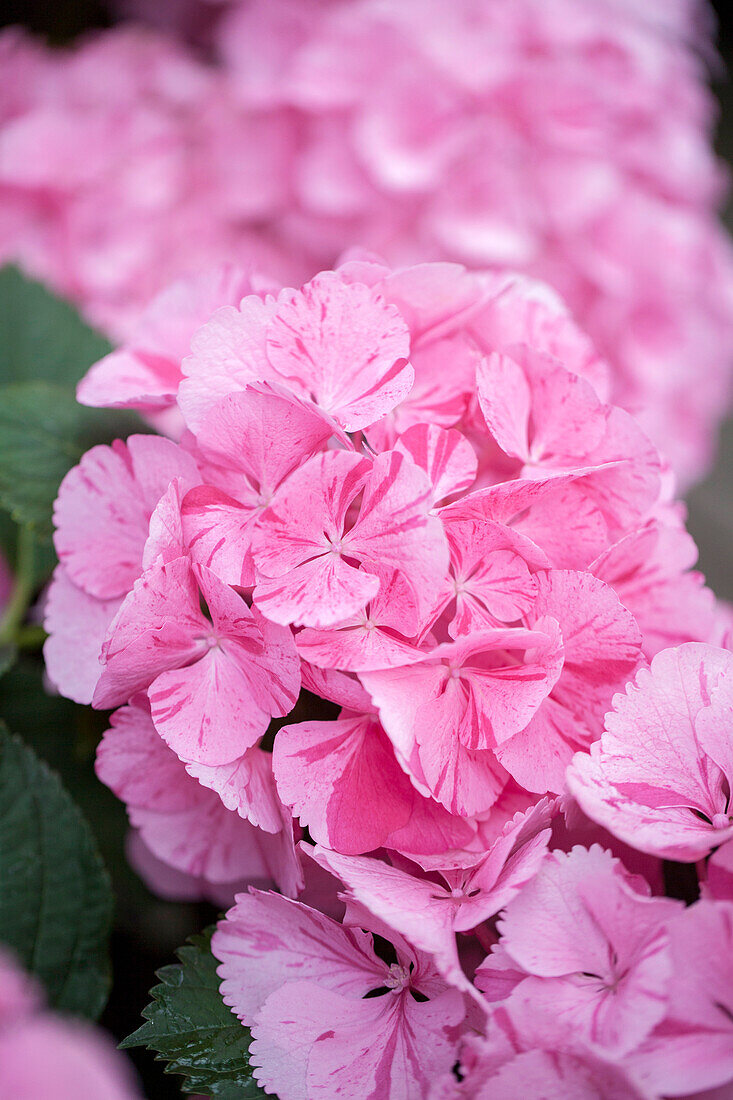 Hydrangea macrophylla 'Sweet Fantasy'®