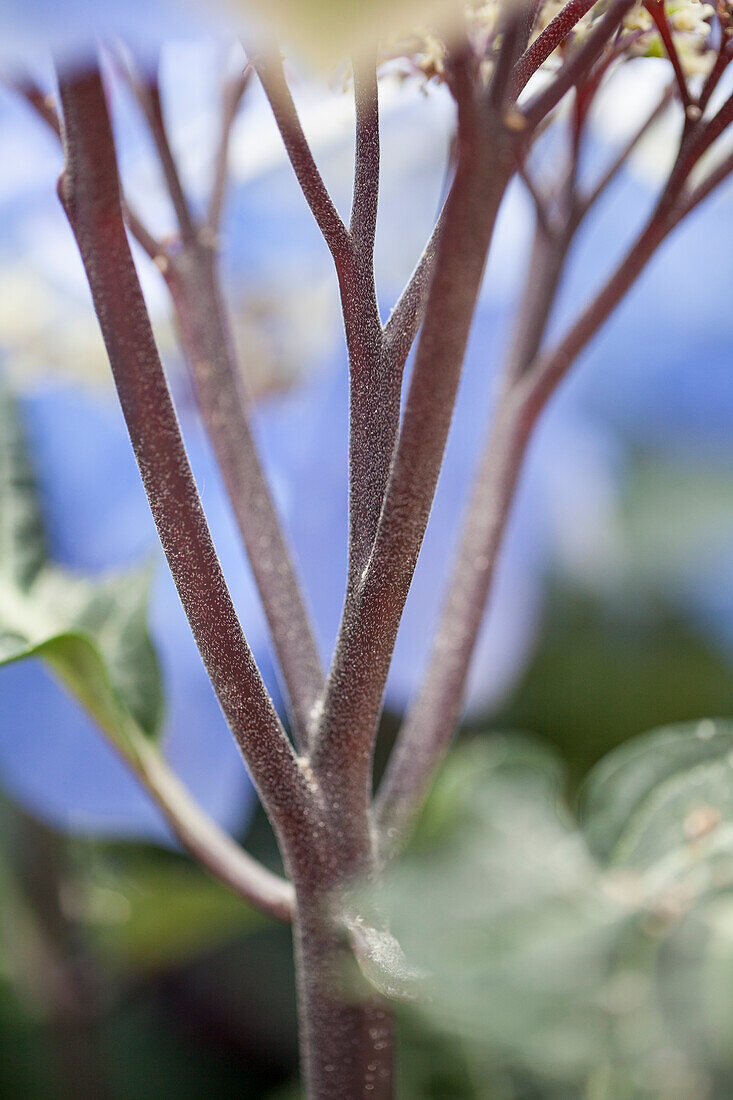 Hydrangea macrophylla 'Black Steel® Zorro'