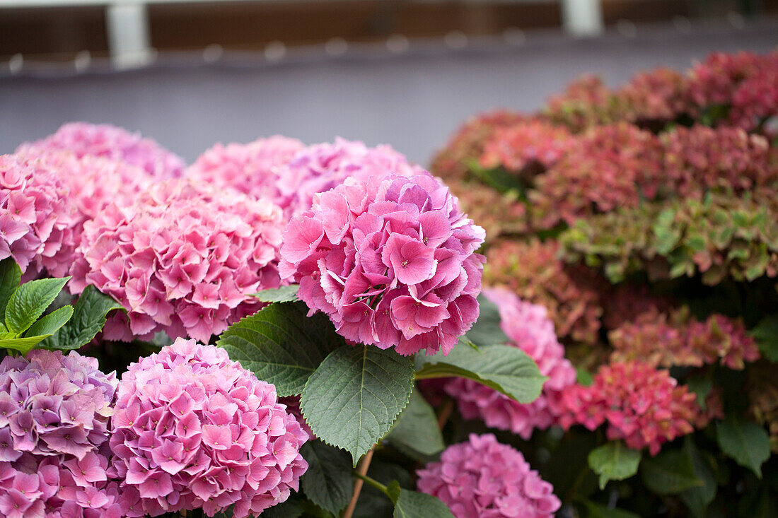 Hydrangea macrophylla, pink