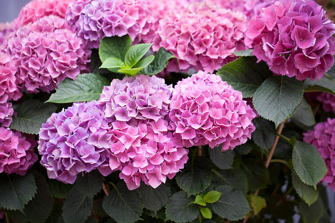 Hydrangea macrophylla, rosa