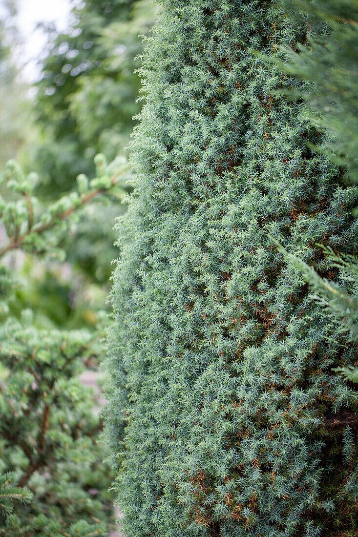 Juniperus communis 'Seven stone houses