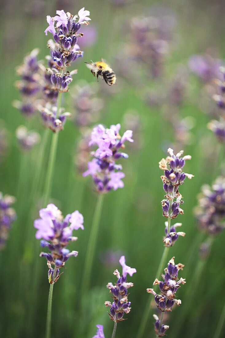 Lavandula angustifolia 'Munstead'