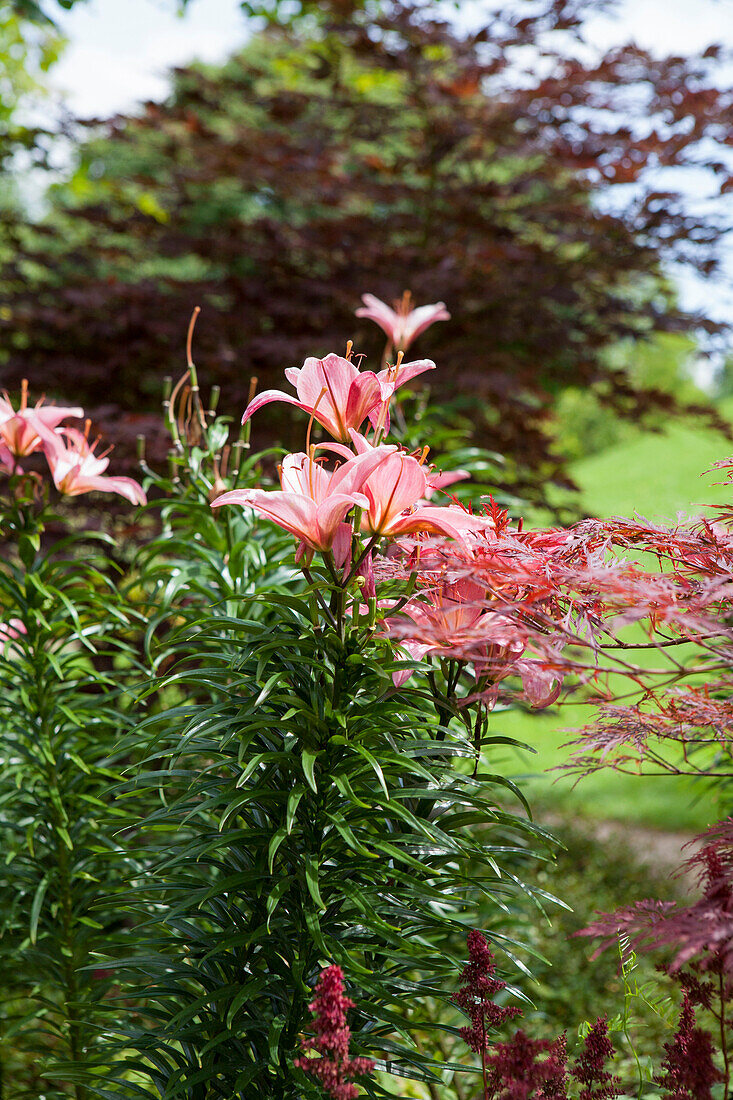 Lilium 'Toronto'