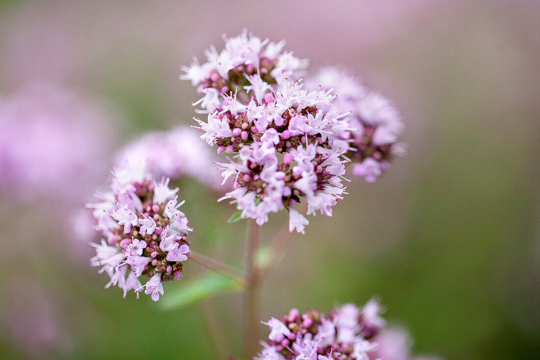 Origanum vulgare