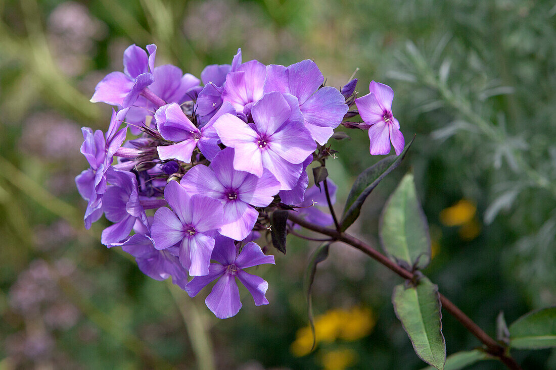 Phlox paniculata Blue Paradise