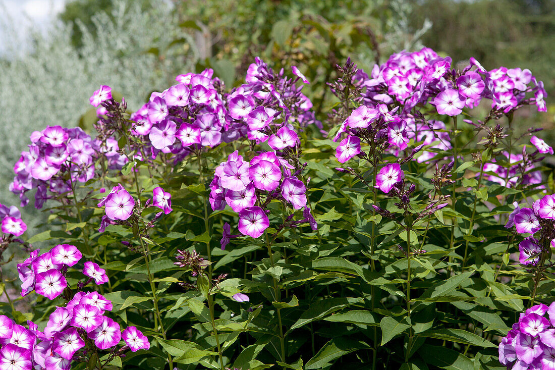 Phlox paniculata 'Wilhelm Kesselring'