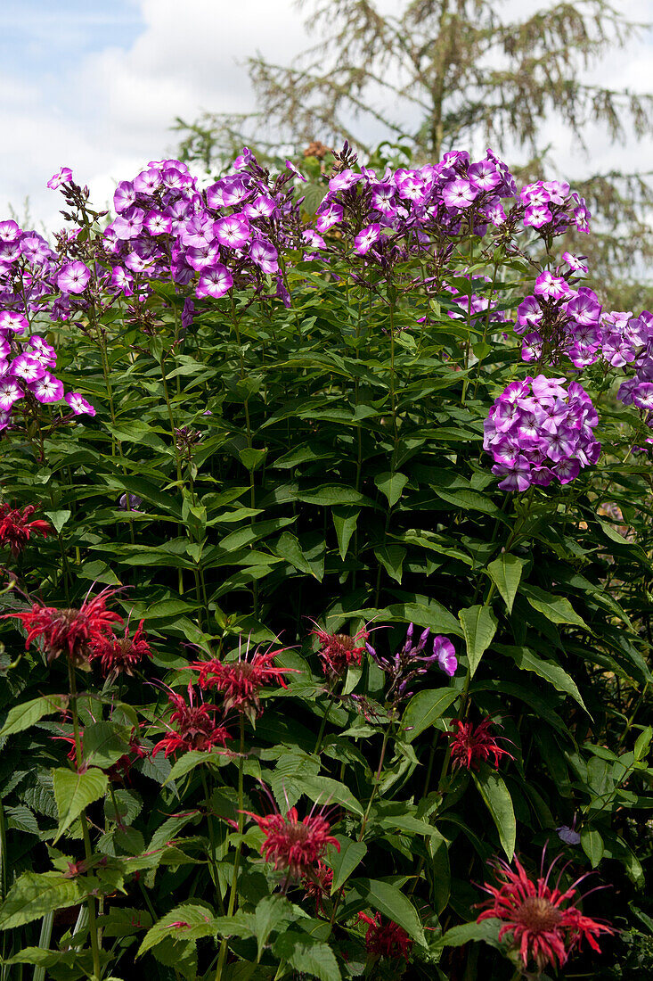 Phlox paniculata 'Wilhelm Kesselring'