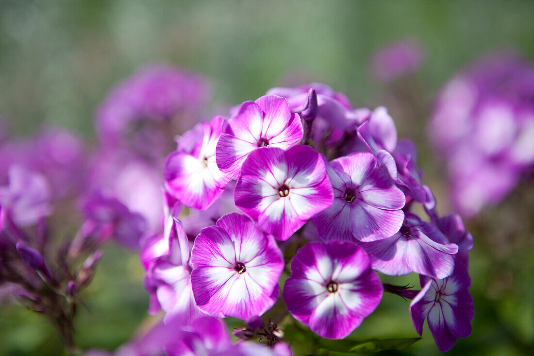 Phlox paniculata 'Wilhelm Kesselring'