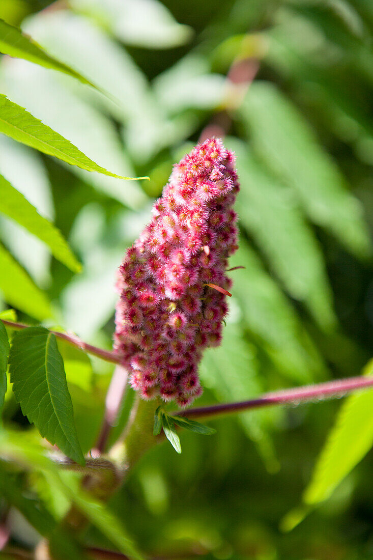 Rhus hirta