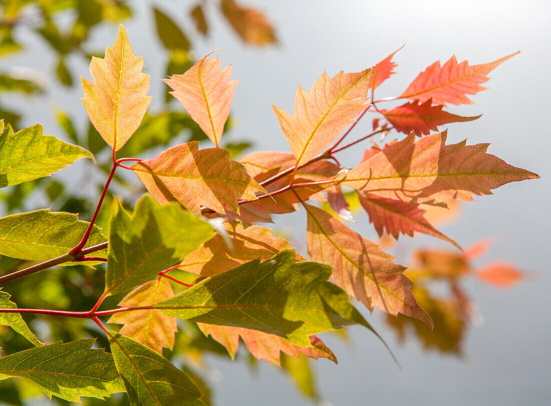 Acer cissifolium