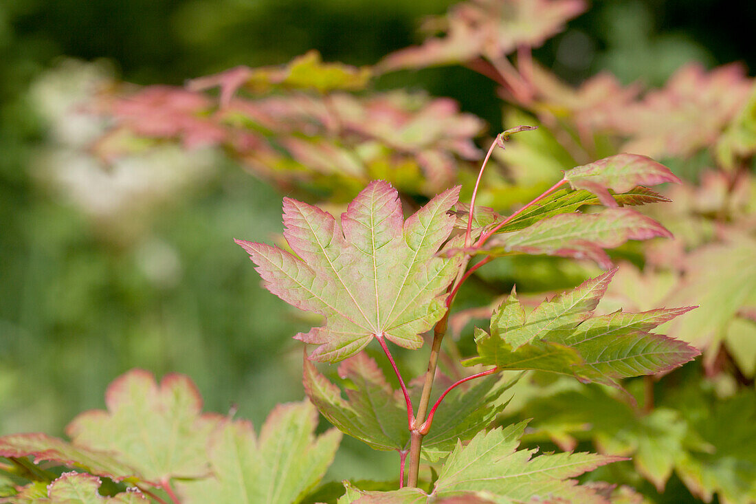 Acer japonicum 'Vitifolium'