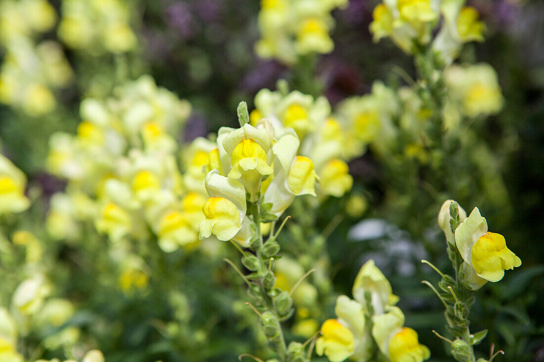 Antirrhinum majus Ribaro Yellow