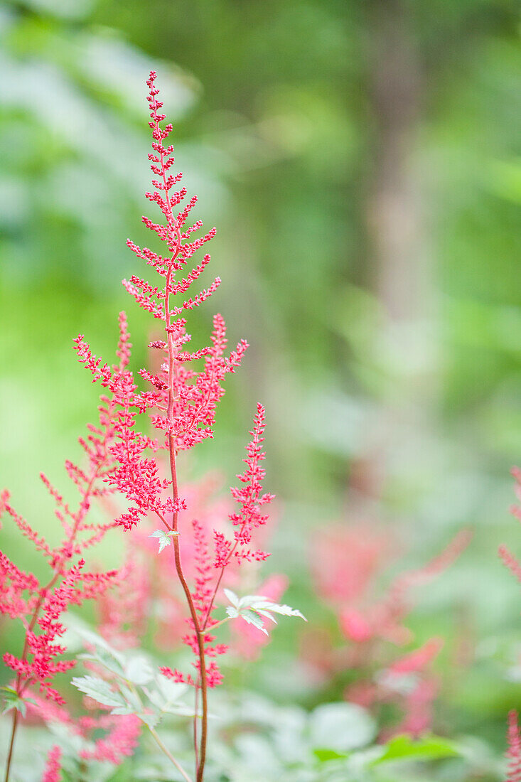 Astilbe