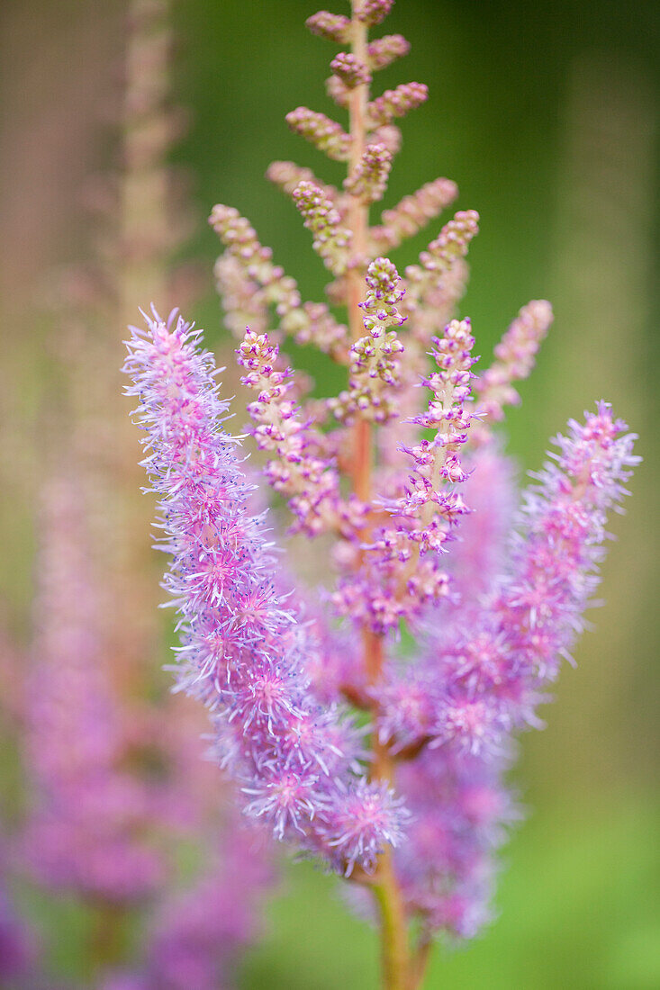 Astilbe chinensis var. pumila