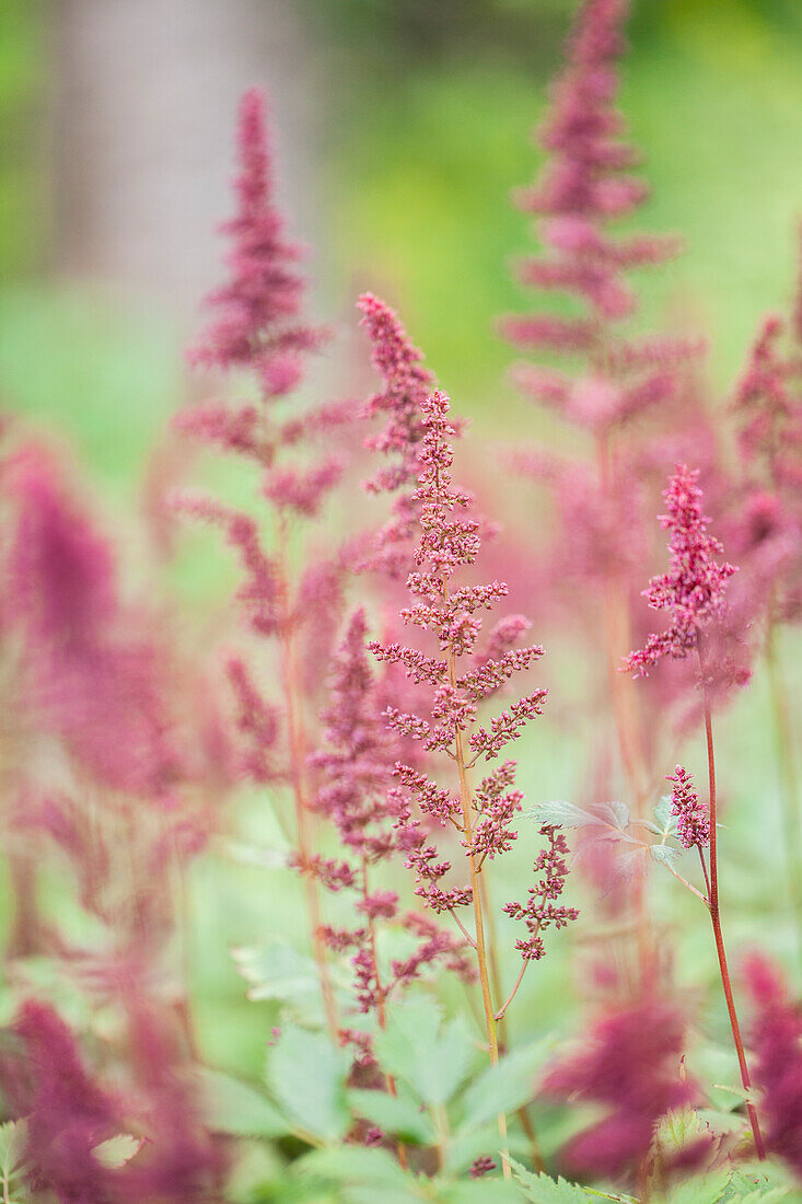 Astilbe x arendsii 'Fanal'