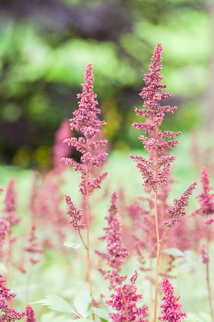 Astilbe x arendsii 'Fanal'