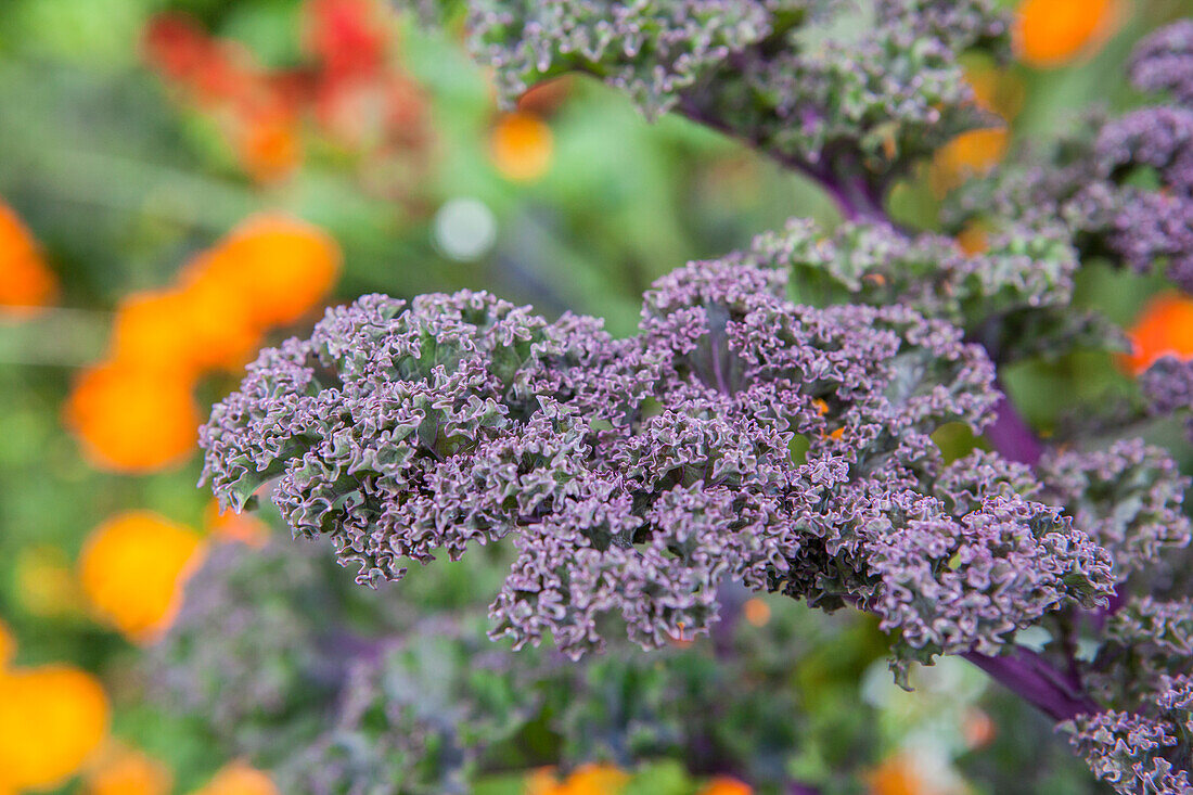 Brassica oleracea var. sabellica 'Redbor F1'