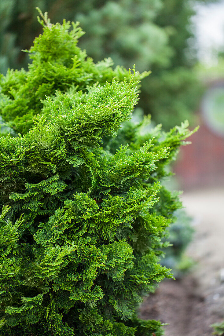 Chamaecyparis obtusa 'Nana Gracilis'