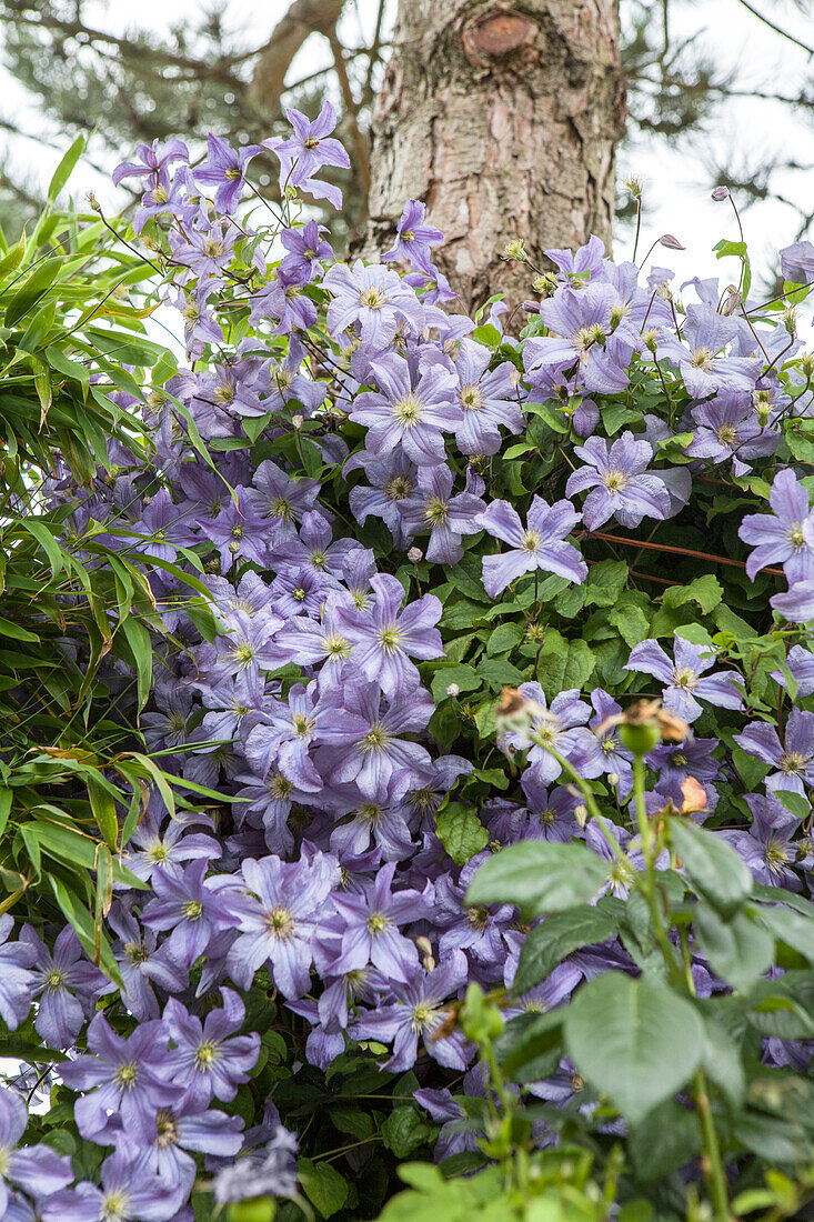 Clematis viticella 'Prince Charles'