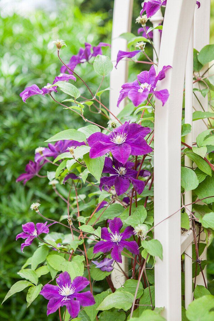 Clematis 'Warszawska Nike'