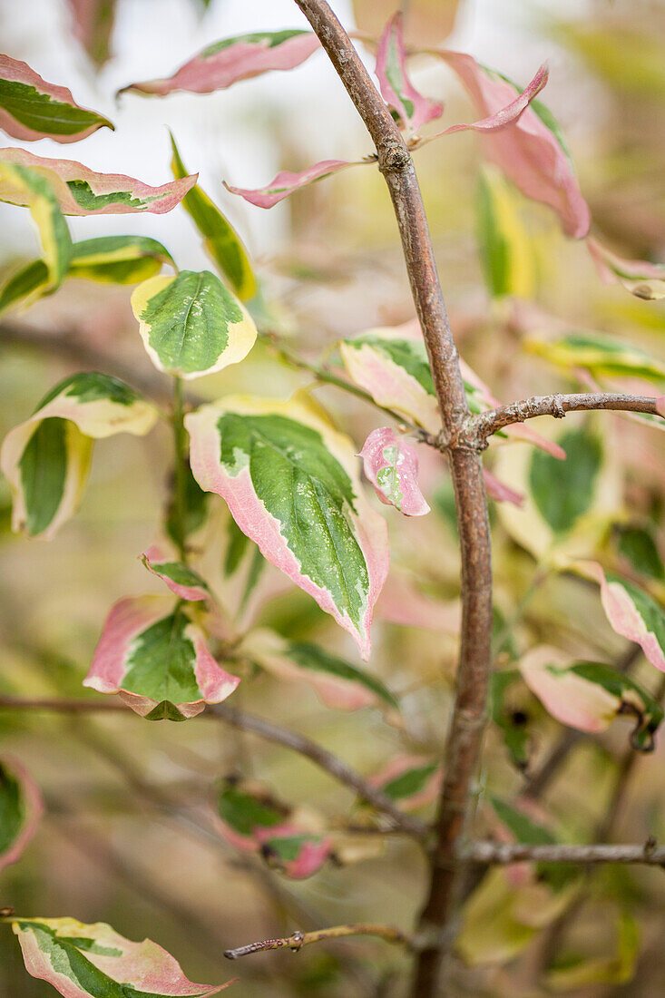 Cornus mas 'Tricolor