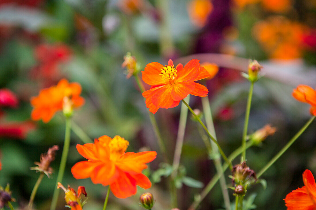 Cosmos sulphureus Diabolo