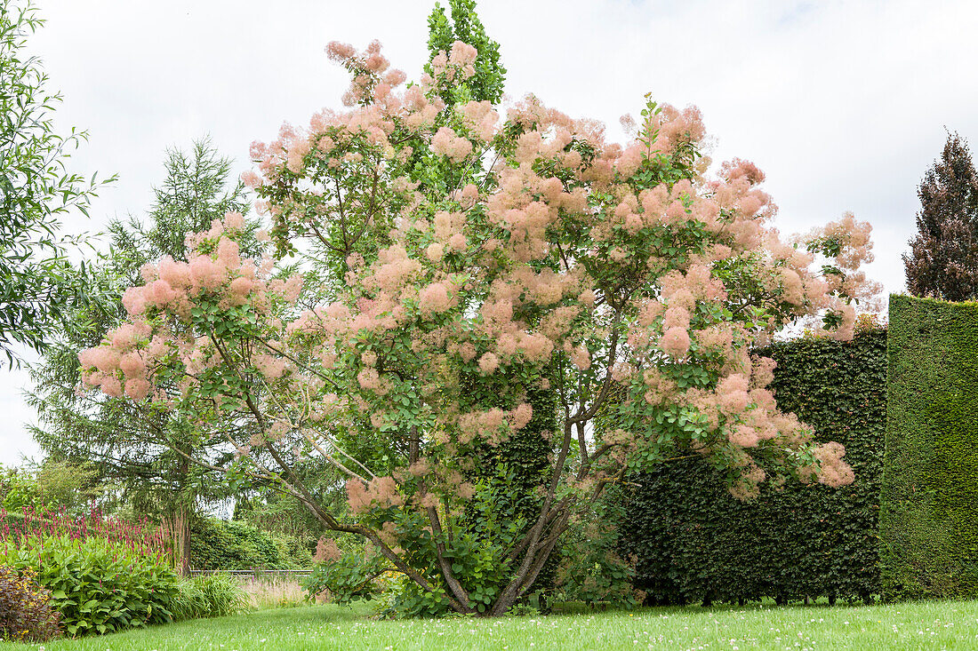 Cotinus coggygria