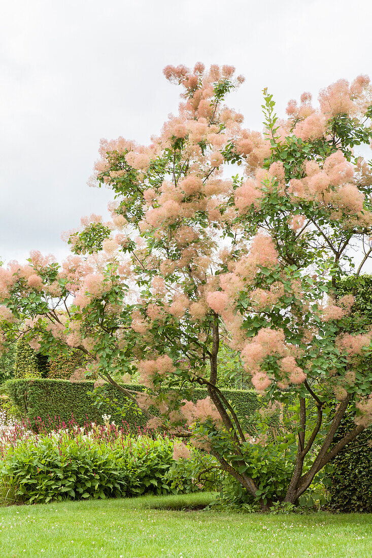 Cotinus coggygria