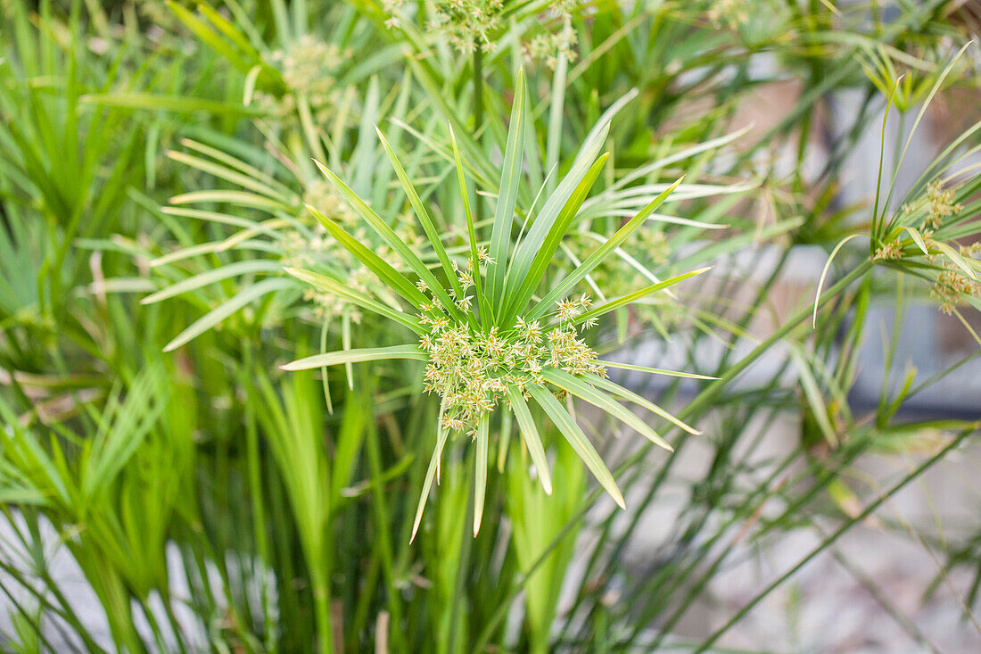 Cyperus alternifolius