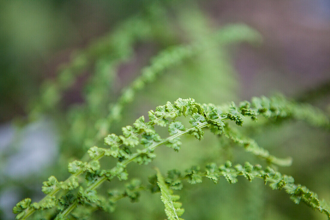 Dryopteris affinis