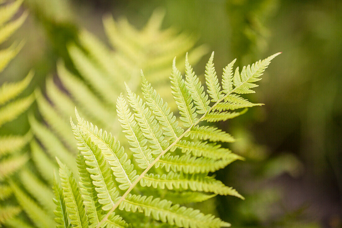 Dryopteris affinis