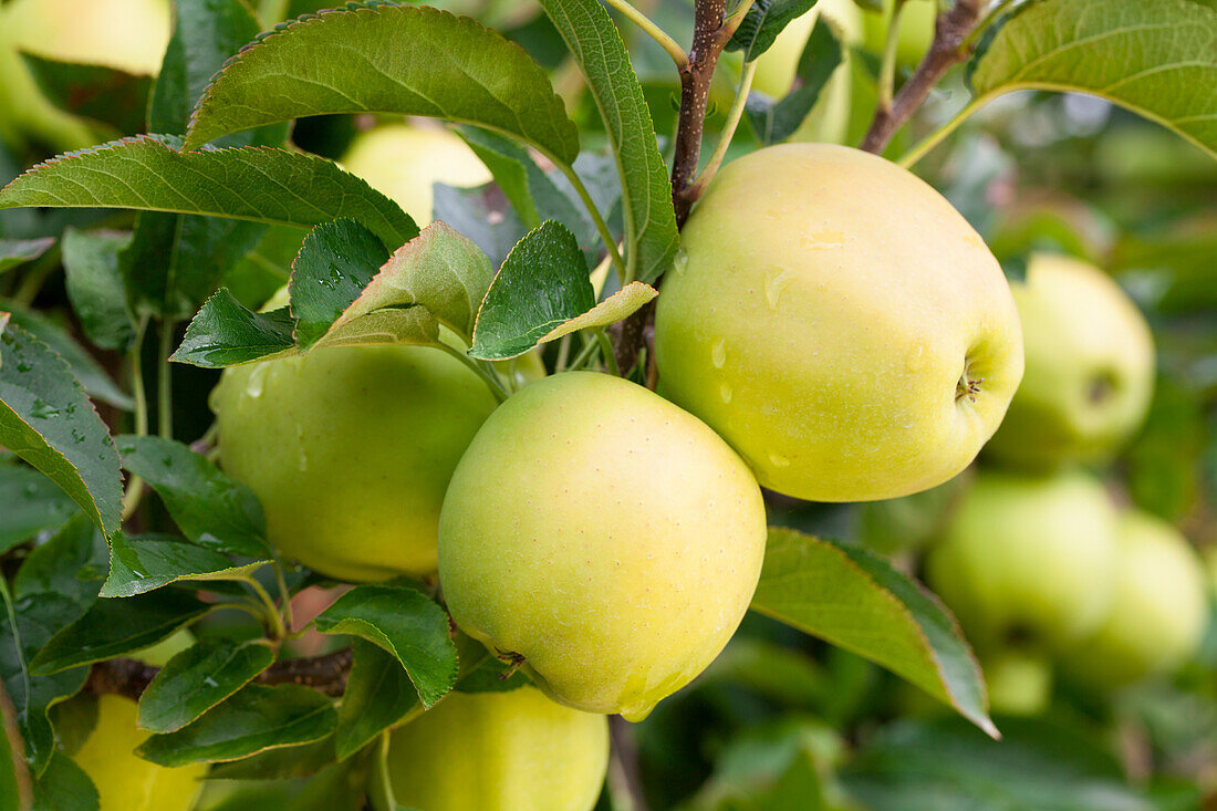 Malus domestica Golden Delicious