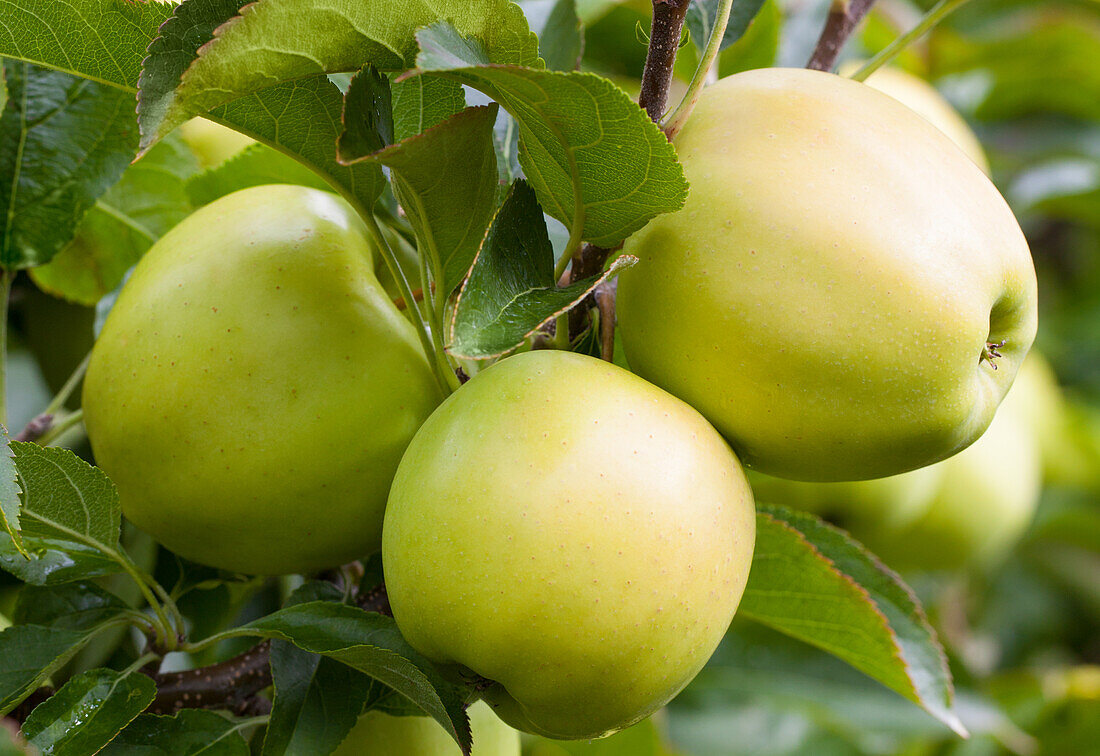 Malus domestica 'Golden Delicious'