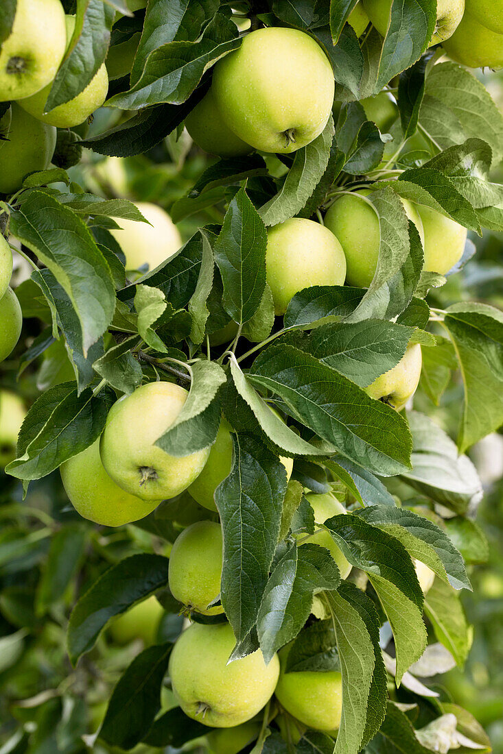 Malus domestica Golden Delicious