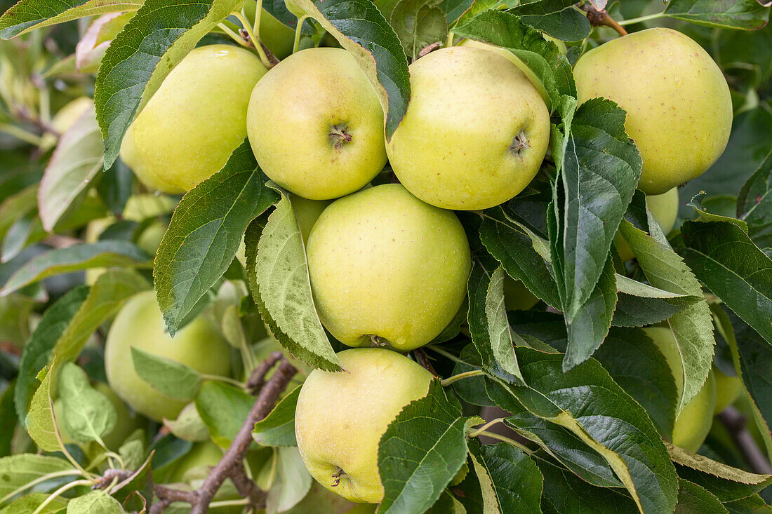 Malus domestica Golden Delicious