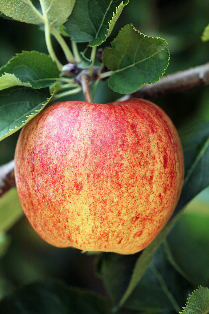 Malus domestica 'Jonagored'