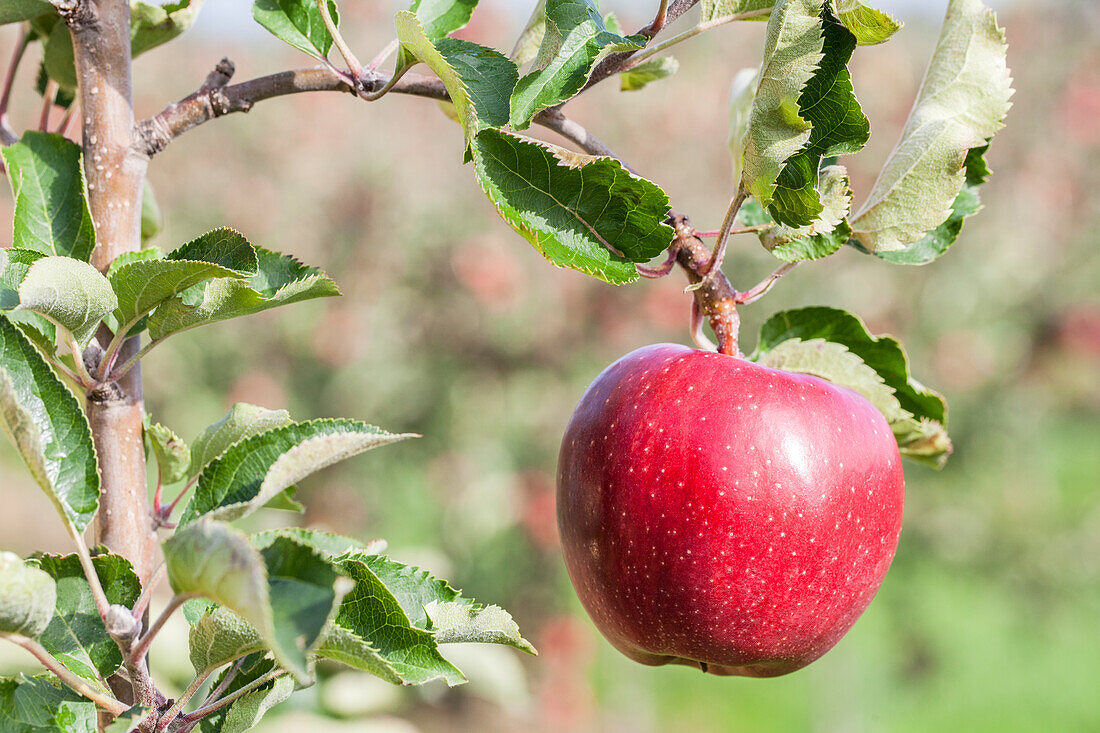 Malus domestica 'Red Prince®'