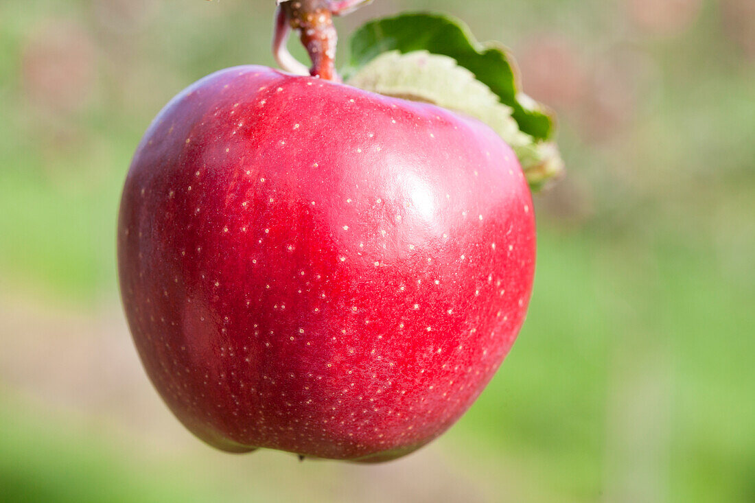 Malus domestica 'Jonagold'