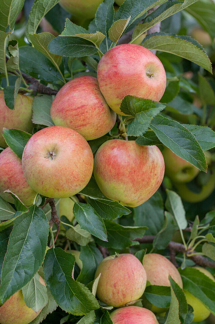 Malus domestica 'Rubens'