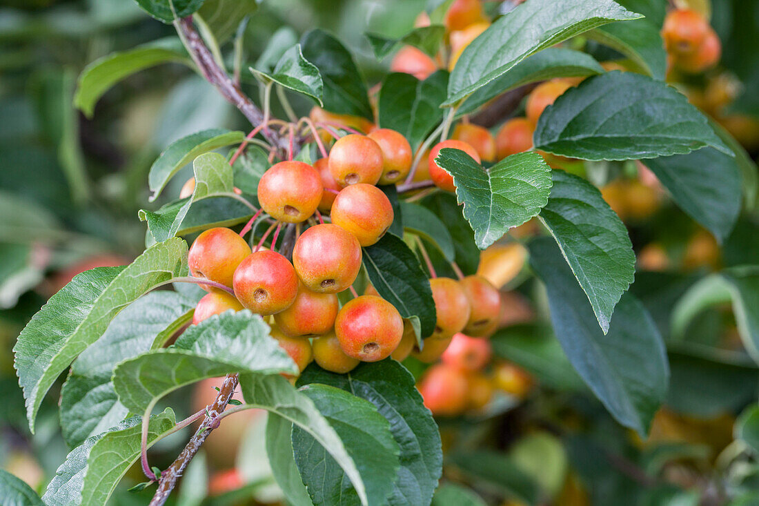 Malus domestica