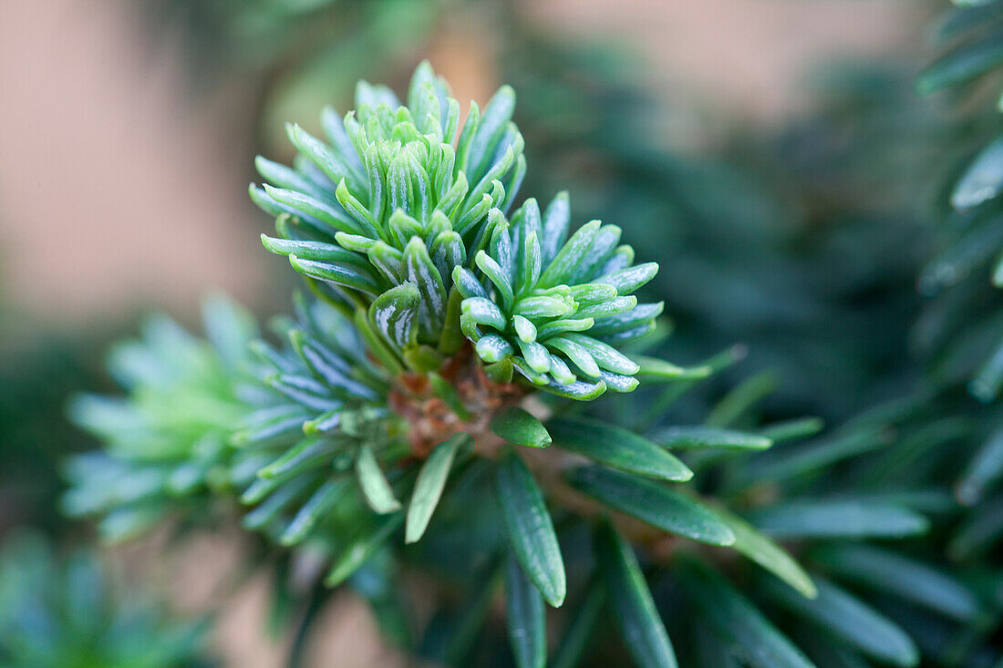 Abies balsamea 'Piccolo'