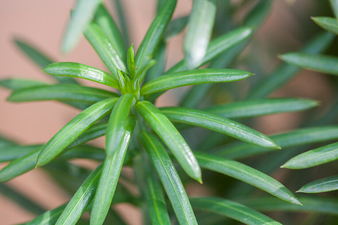 Abies koreana 'Brilliant