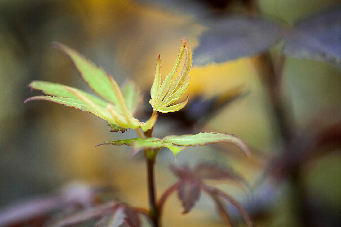 Acer palmatum