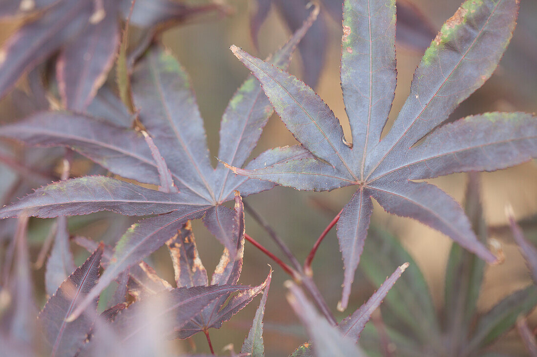 Acer palmatum 'Bloodgood'