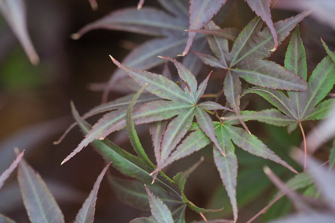 Acer palmatum 'Bloodgood'