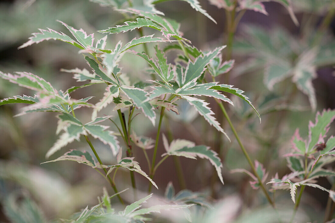 Acer palmatum 'Butterfly'