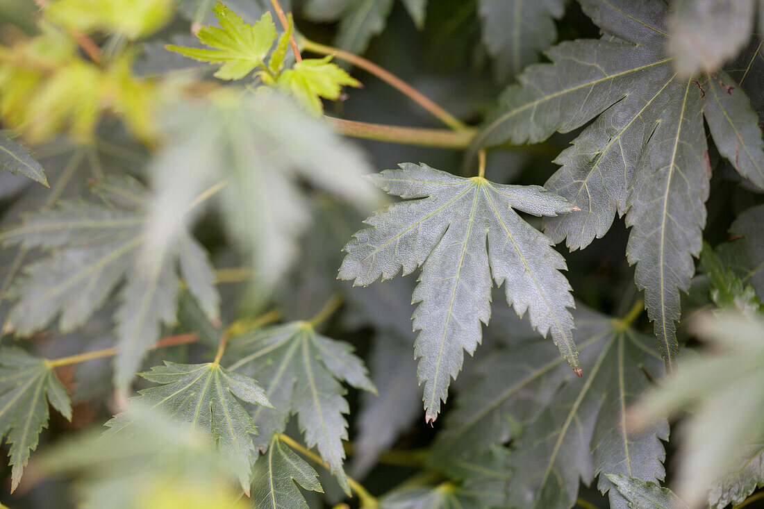 Acer palmatum 'Coonara Pygmy'